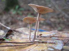 Baeospora