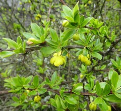 Berberis angulosa