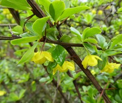 Berberis angulosa
