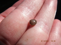 Sphaerium occidentale