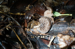 Pluteus thomsonii