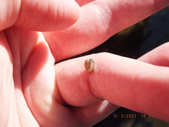 Sphaerium occidentale