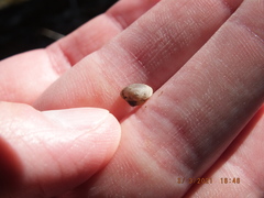 Sphaerium occidentale