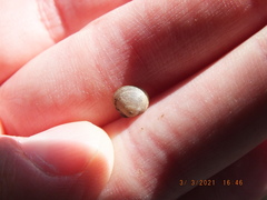 Sphaerium occidentale