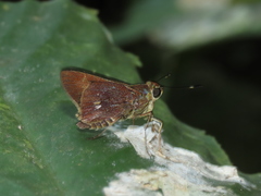 Decinea decinea derisor