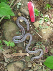 Gymnophiona