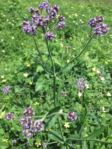 Verbena bonariensis var. bonariensis