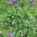 Purpletop Verbena - Photo (c) Annika T, some rights reserved (CC BY-NC), uploaded by Annika T