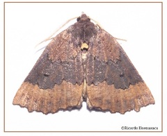 Pseudaleucis fasciata