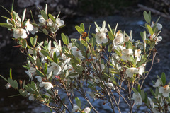 Eucryphia lucida