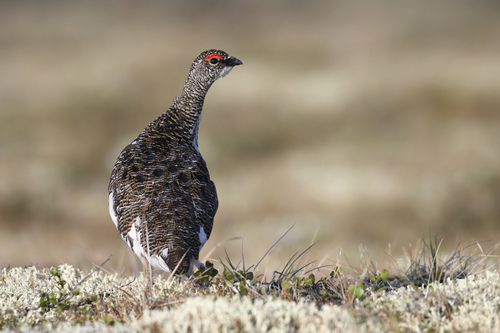 Rock Ptarmigan