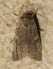 Psaphida rolandi