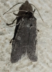Psaphida rolandi