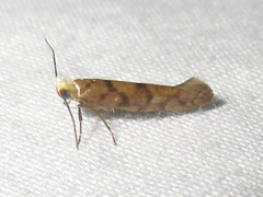 Argyresthia alternatella
