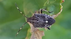 Oncocoris apicalis