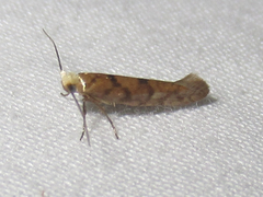 Argyresthia alternatella