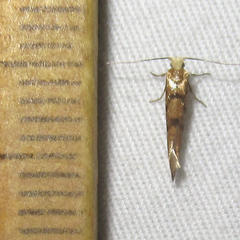Argyresthia alternatella