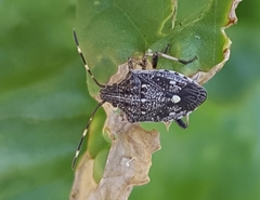 Oncocoris apicalis