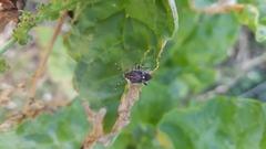 Oncocoris apicalis