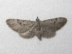 Eupithecia bolterii