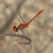 Wandering Percher - Photo (c) Chris Burwell, some rights reserved (CC BY-NC), uploaded by Chris Burwell