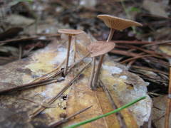 Baeospora