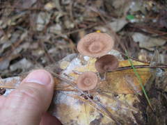 Baeospora