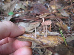 Baeospora