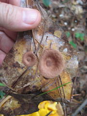 Baeospora