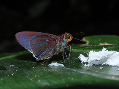 Thracides nida