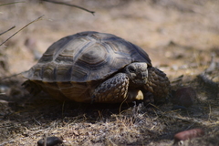 Chelonoidis chilensis