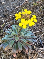Erysimum menziesii