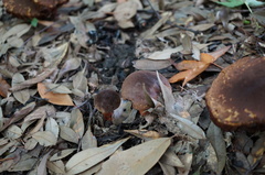 Boletus subvelutipes