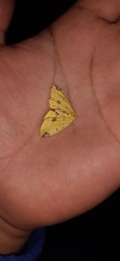 Periclina