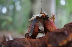 Boletus subvelutipes