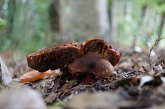 Boletus subvelutipes
