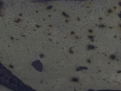 Ganoderma martinicense