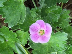 Geranium traversii