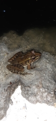 Lithobates spectabilis