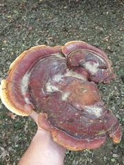 Ganoderma martinicense