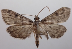 Proternia philocapna