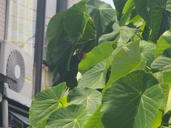 Hypolimnas bolina bolina