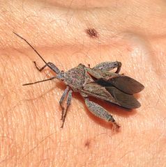 Physomerus grossipes