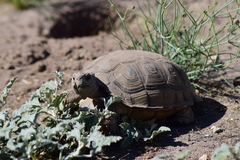 Chelonoidis chilensis