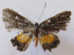 Pirascca tyriotes