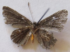Pirascca tyriotes