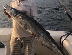 Acanthocybium solandri