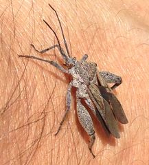 Physomerus grossipes