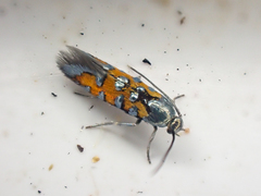 Neoheliodines vernius