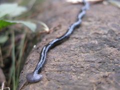 Bipalium javanum